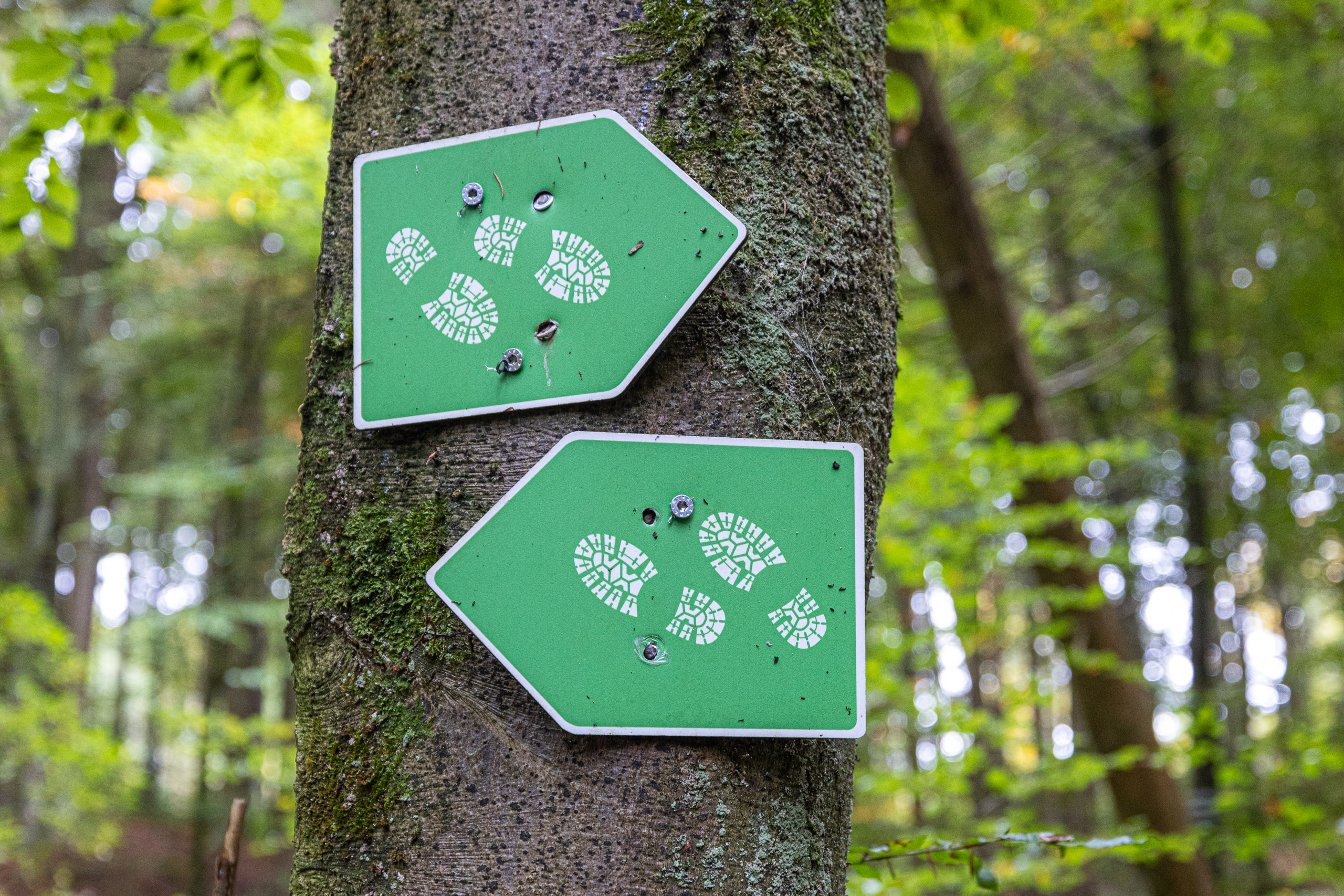 20231015114409 R5D 4429